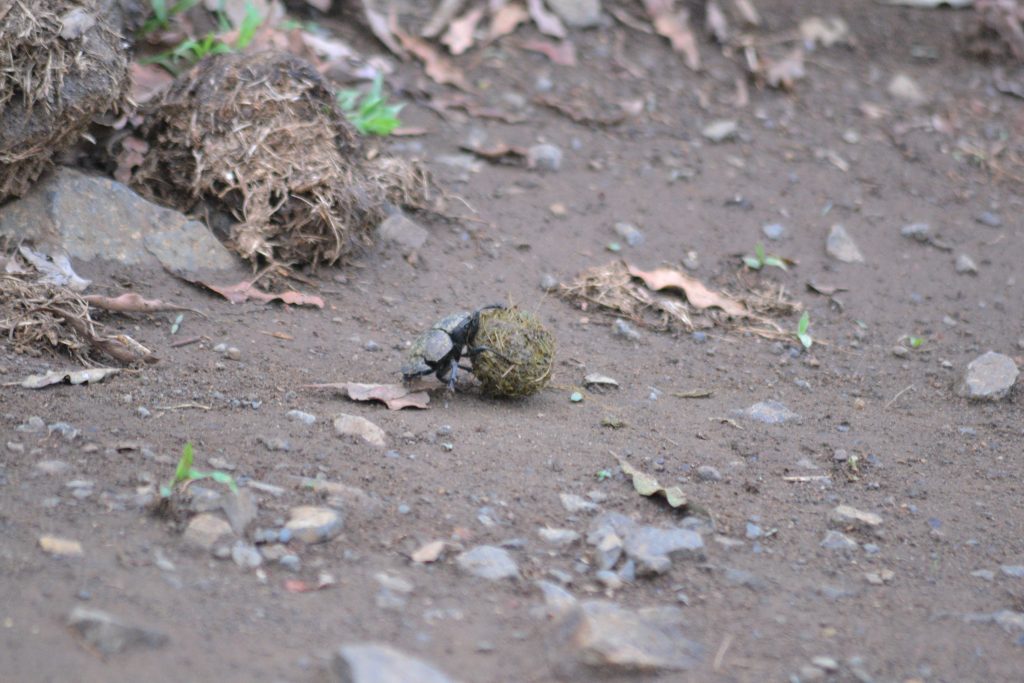 Bung beetle rolling dung