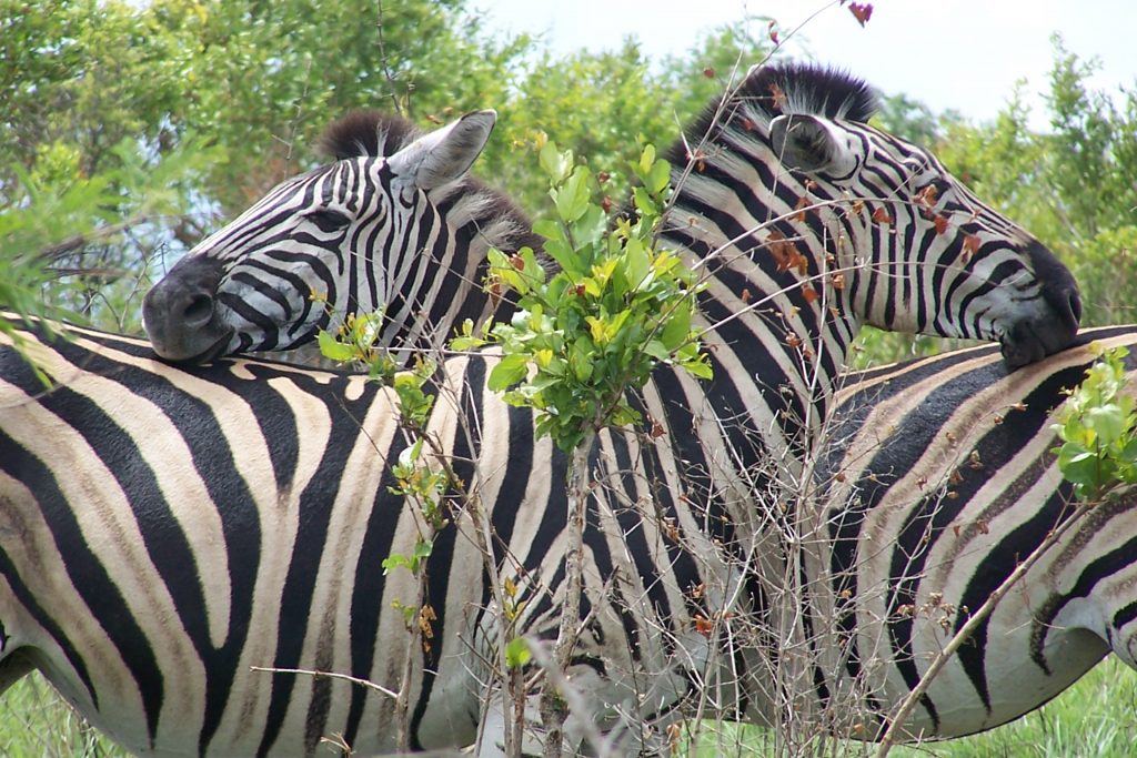 Burchells Zebra, Watching each others backs