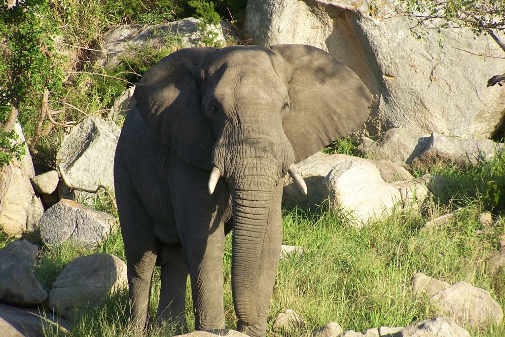 Bull elephant in Hluhluwe game Reserve Private group safaris and tours