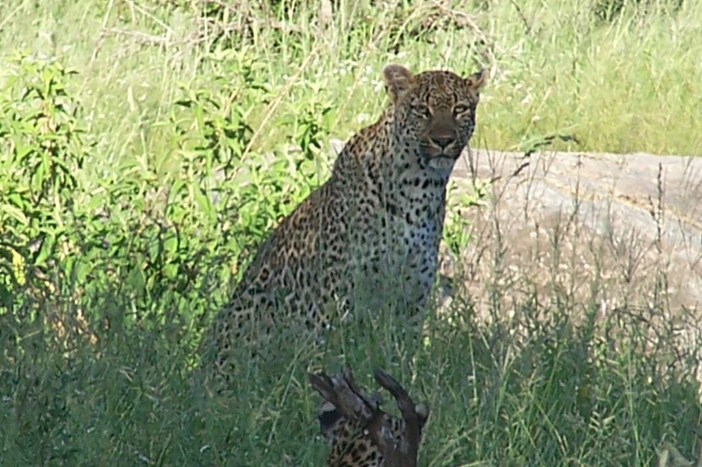 Leopard sitting in the shade